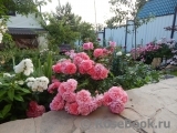 Rosarium Uetersen Rosarium Uetersen