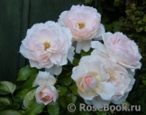 Chandos Beauty Chandos Beauty