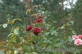 Highgrove Highgrove