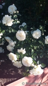 White Meidiland White Meidiland