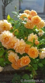 Grace® Grace®