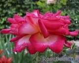 Rose Gaujard Rose Gaujard