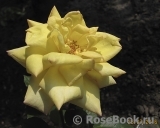 Especially for You Especially for You