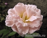 Peach Clementine 