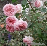 Abraham Darby Abraham Darby