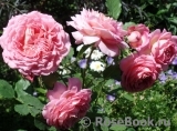 Jubilee Celebration® Jubilee Celebration®