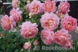 Jubilee Celebration® Jubilee Celebration®