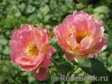 Rose des Cisterciens Rose des Cisterciens