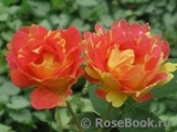 Rose des Cisterciens Rose des Cisterciens