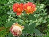 Rose des Cisterciens Rose des Cisterciens