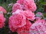 Rosarium Uetersen Rosarium Uetersen