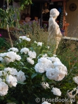 Aspirin Rose Aspirin Rose