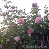 Abraham Darby Abraham Darby