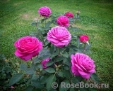 Heidi Klum Rose Heidi Klum Rose