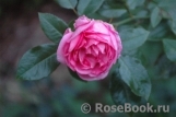 La Rose de Molinard ® La Rose de Molinard ®