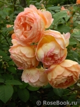 Lady Emma Hamilton Lady Emma Hamilton