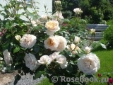 Lions Rose Lions Rose