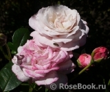 Kordes' Rosenfaszination ® Kordes' Rosenfaszination ®