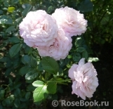 Kordes' Rosenfaszination ® Kordes' Rosenfaszination ®