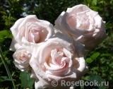 Rosa Belmonte Rosa Belmonte