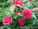Rosier Rose Lalande de Pomerol ® Rosier Rose Lalande de Pomerol ®