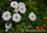 Aspirin Rose Aspirin Rose