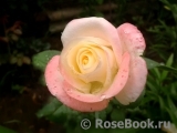Belle Perle Belle Perle