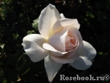 A Whiter Shade Of Pale A Whiter Shade Of Pale