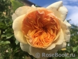 Apricot Sky ® Apricot Sky ®