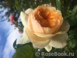 Apricot Sky ® Apricot Sky ®
