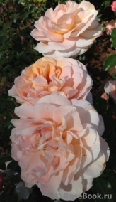 Sangerhauser Jubilaumsrose Sangerhauser Jubilaumsrose