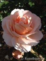Sangerhauser Jubilaumsrose Sangerhauser Jubilaumsrose
