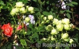 Lovely Green ® Lovely Green ®
