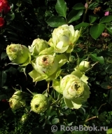 Lovely Green ® Lovely Green ®