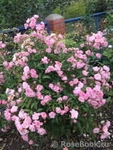 Heavenly Pink Heavenly Pink