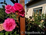 Johann Wolfgang von Goethe Rose® Johann Wolfgang von Goethe Rose®