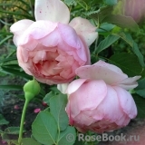 The Alnwick Rose The Alnwick Rose