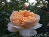 Apricot Sky ® Apricot Sky ®