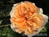 Apricot Sky ® Apricot Sky ®