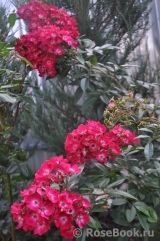 Marjorie Fair ® Marjorie Fair ®