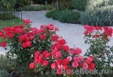 Planten un Blomen® Planten un Blomen®