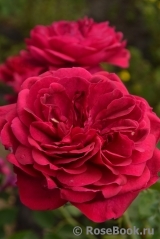 Darcey Bussell Darcey Bussell
