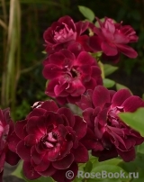 Burgundy Ice Burgundy Ice