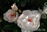 Jacqueline du Pre Jacqueline du Pre