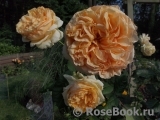 Apricot Sky ® Apricot Sky ®