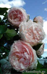 The Wedgwood Rose The Wedgwood Rose