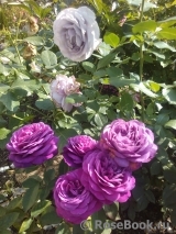 Heidi Klum Rose Heidi Klum Rose