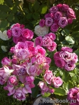 Lovely Lydia® Lovely Lydia®