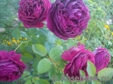 Falstaff® Falstaff®