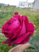 Falstaff® Falstaff®